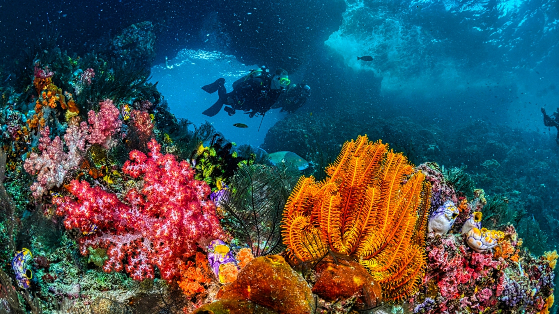 Top 7 Fascinating Scuba Diving In Vietnam Not Be Missed
