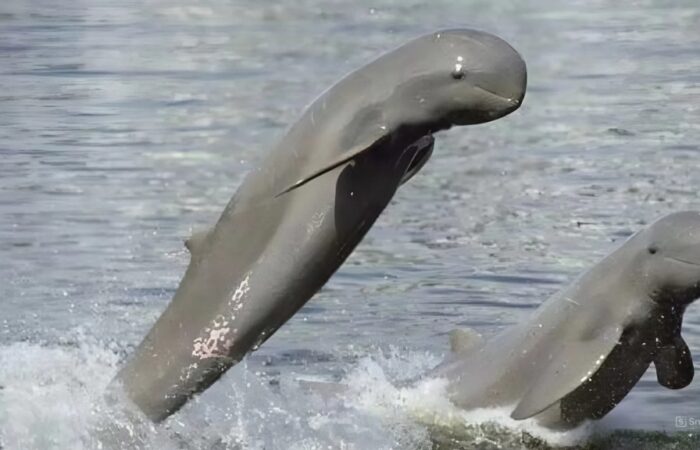 Irrawaddy dolphins