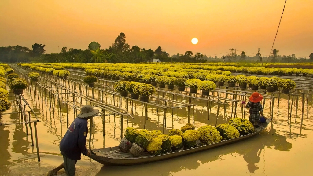 Farmers tending flowers in Sa Dec flower village