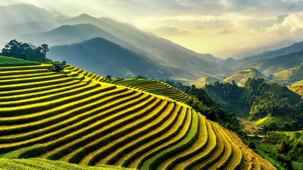 Terraced Rice Field