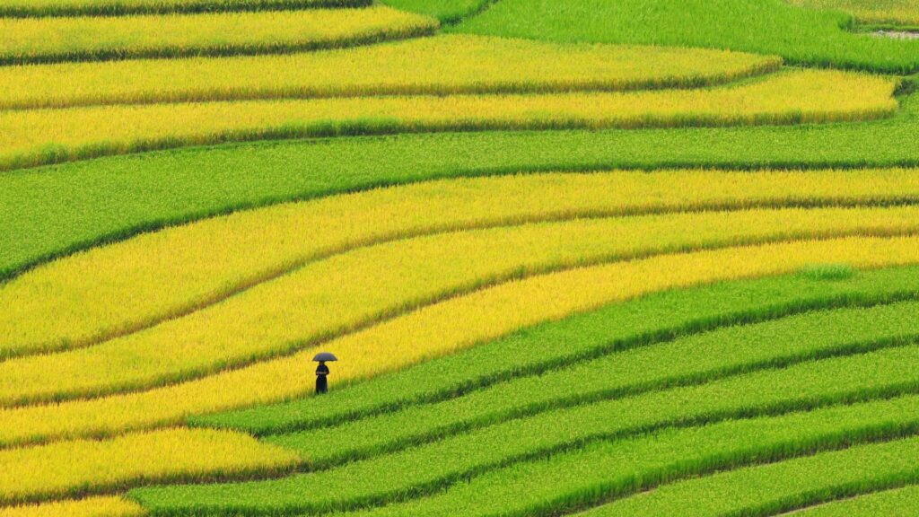 Rice fields on terraced in Vietnam