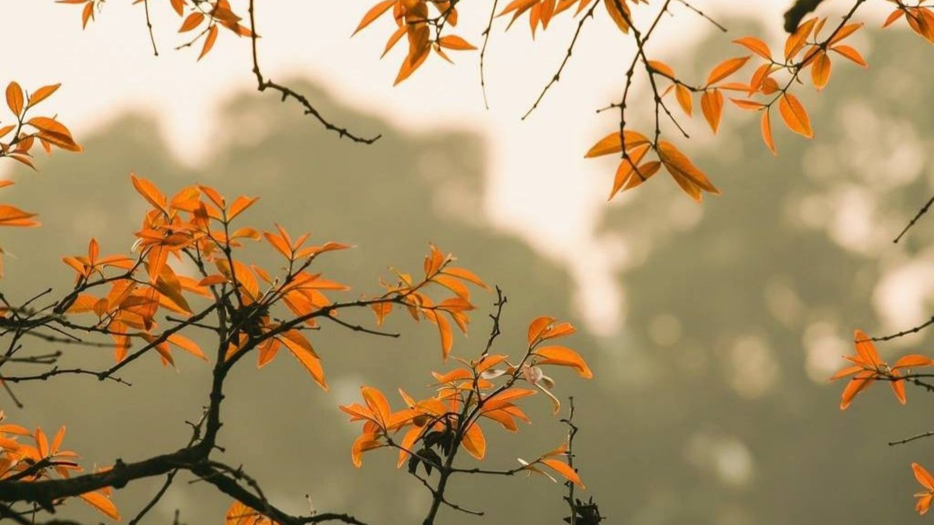Seasons In Hanoi: The Trending Guide To Explore Hanoi