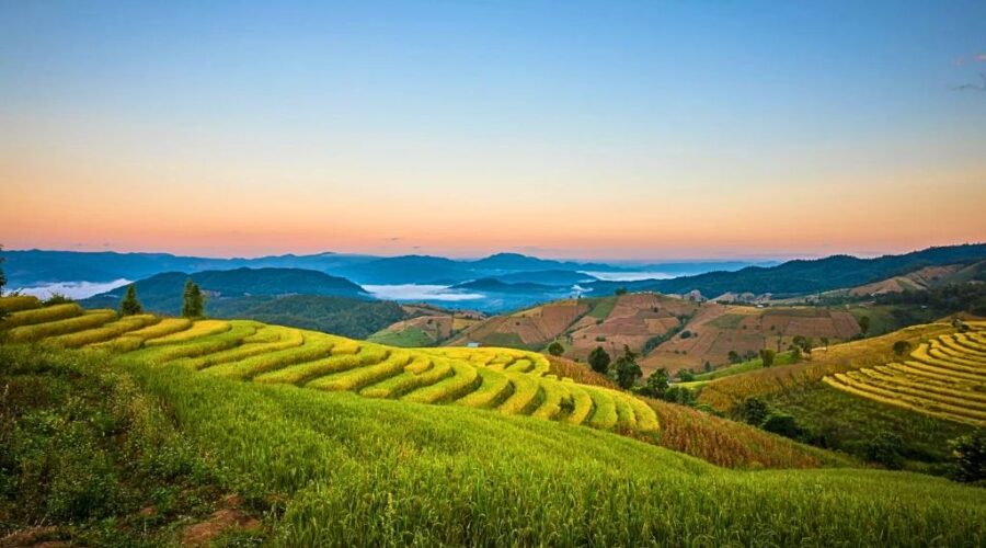 Rice terraces in Chiang Rai Rice terraces in Chiang Rai