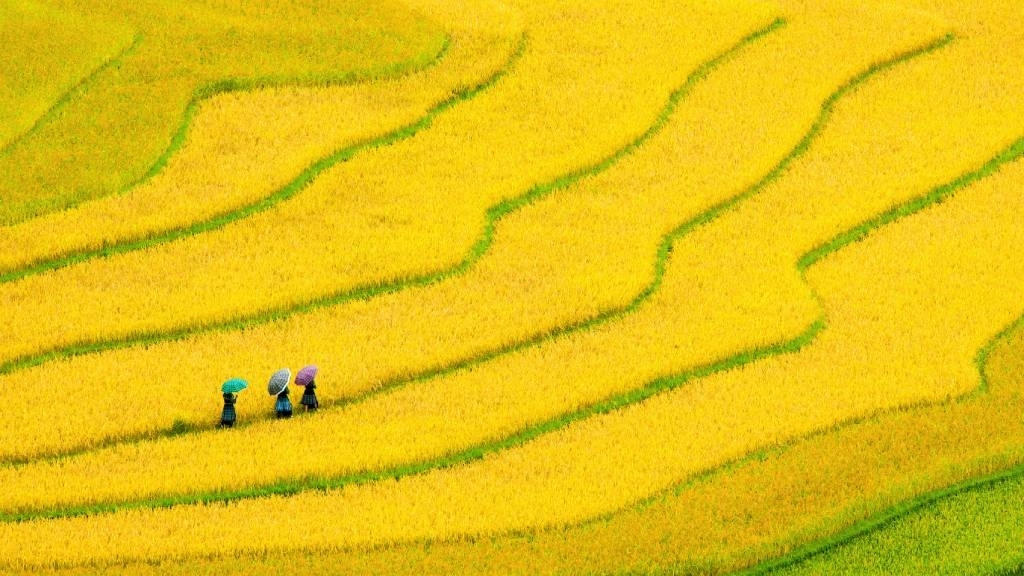 Mu Cang Chai