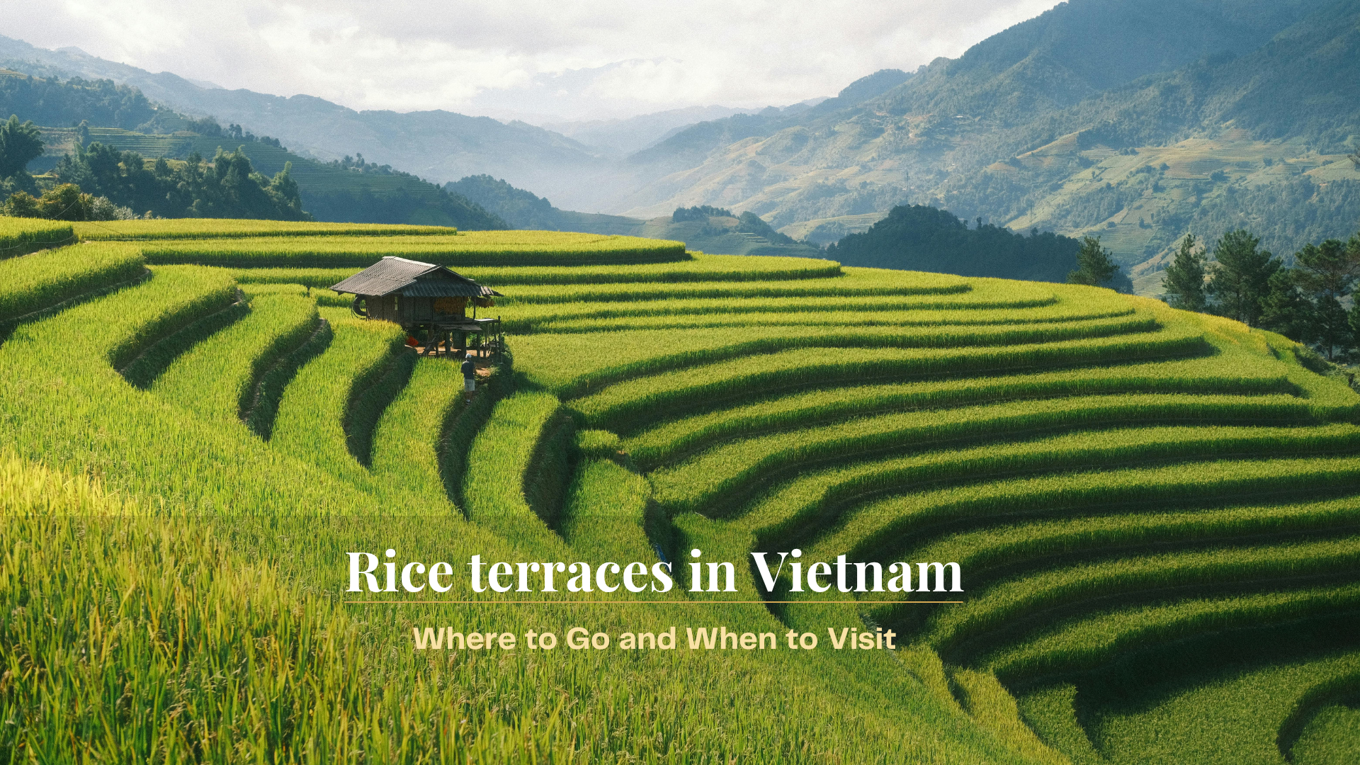 Rice terraces in Vietnam: Where to go and when to visit