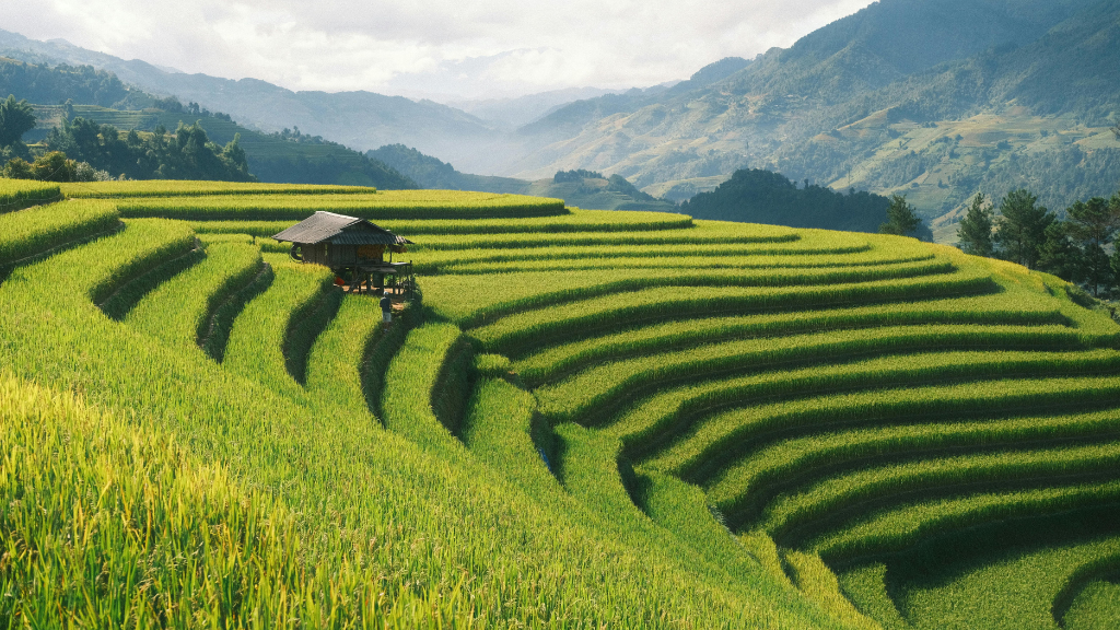 Panoramic view of green rice terraces Vietnam mountains