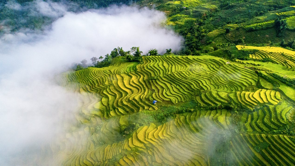 Y Ty rice terraces with cloud sea landscape