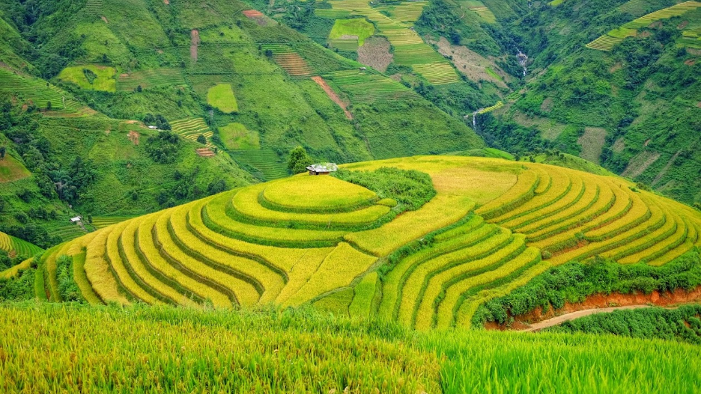 Xim Vang rice terraces off the beaten path Vietnam