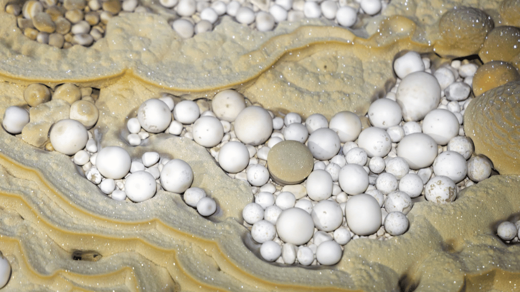 Clusters of bright white cave pearls forming in natural rock pockets in Thang Cave (source: Jungle Boss)