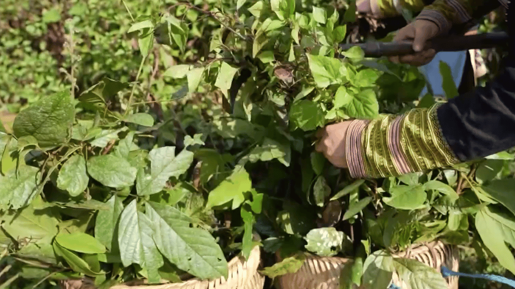 Herbal plants used in Red Dao herbal bath in Sapa