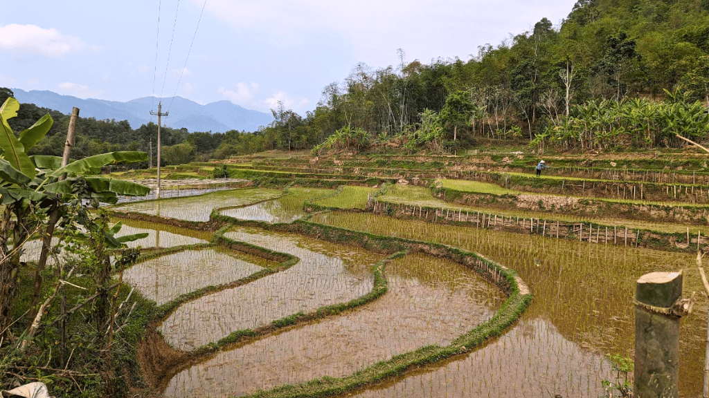 Agricultural landscapes of Ban Pu village during the water season