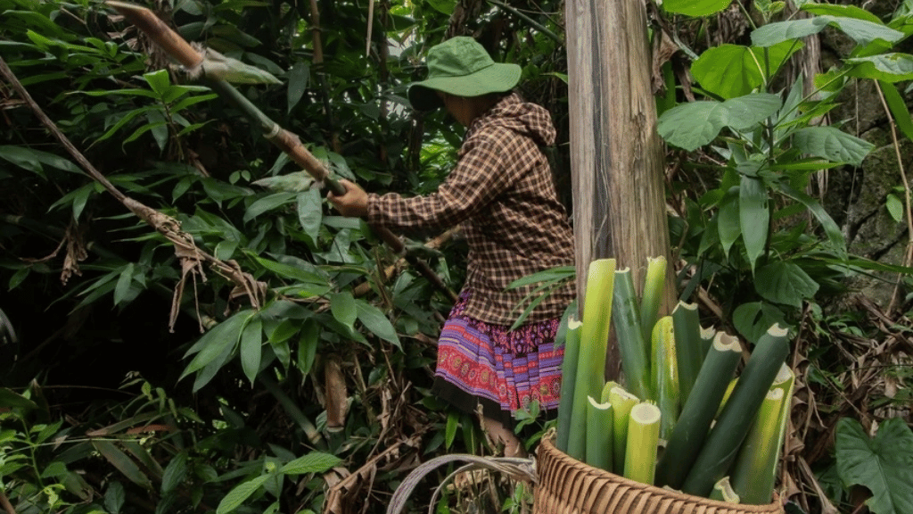 The making of Do paper begins with selecting mature giang bamboo at the right stage. The stalks are cut into thin strips, then boiled overnight with ash and lime before being soaked in large vats