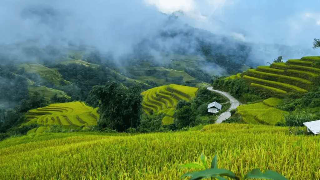 Terraced rice fields stretching across the landscape of Xa Phin village