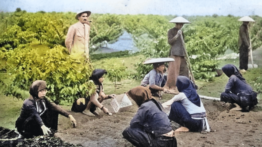 Coffee in Tonkin in the 1930s, seen through the work of women in the plantations