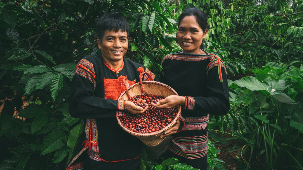 Coffee cultivation in Vietnam’s Central Highlands