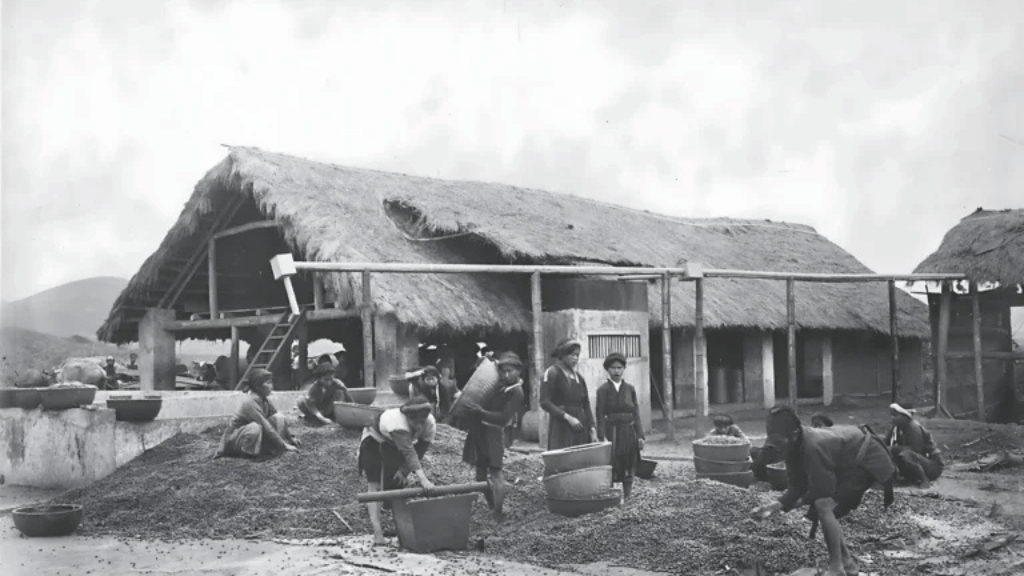 Women working in the coffee plantations