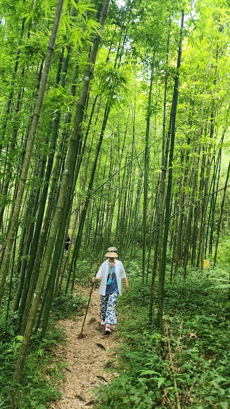 Hiking through a bamboo forest