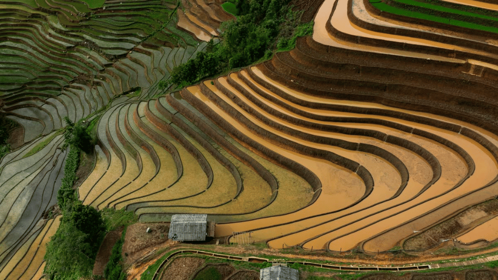 Vietnam’s terraced rice fields