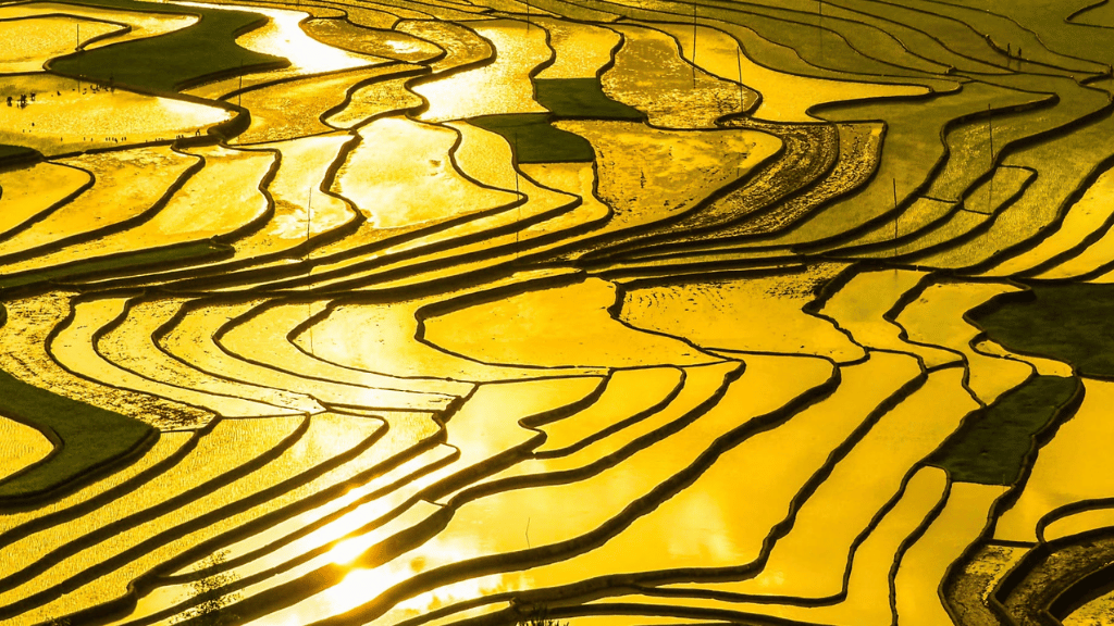 Rice terraces turning into mirrors during the water filling season
