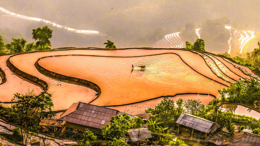 Farmers preparing the rice fields for the new growing season