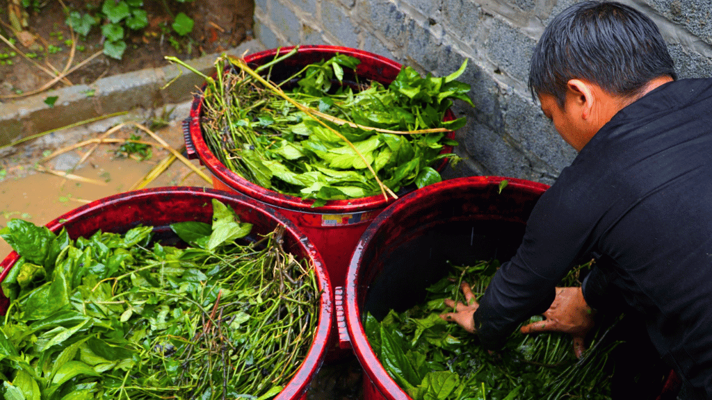 The first step after harvesting is to soak the indigo plants in large vats for three days and three nights