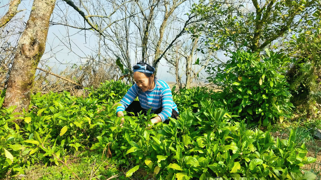 The Hmong grow indigo near their homes or in their fields, making it easier to monitor its growth and harvest the plants